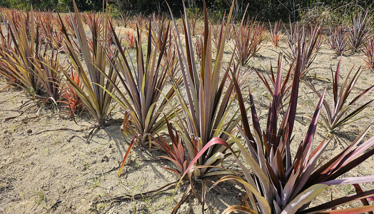 Técnica ajuda a ampliar o cultivo do curauá na Amazônia