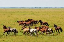 Conheça o cavalo lavradeiro, o cavalo selvagem brasileiro que pode ser extinto