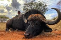 caca de bufalos na africa