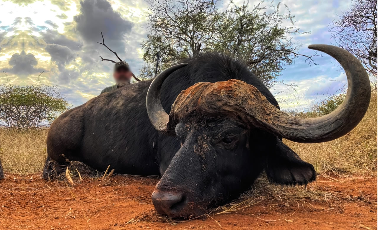 caca de bufalos na africa