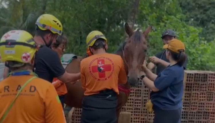 Cavalo é resgatado de laje após enchente no litoral de SP; confira o vídeo