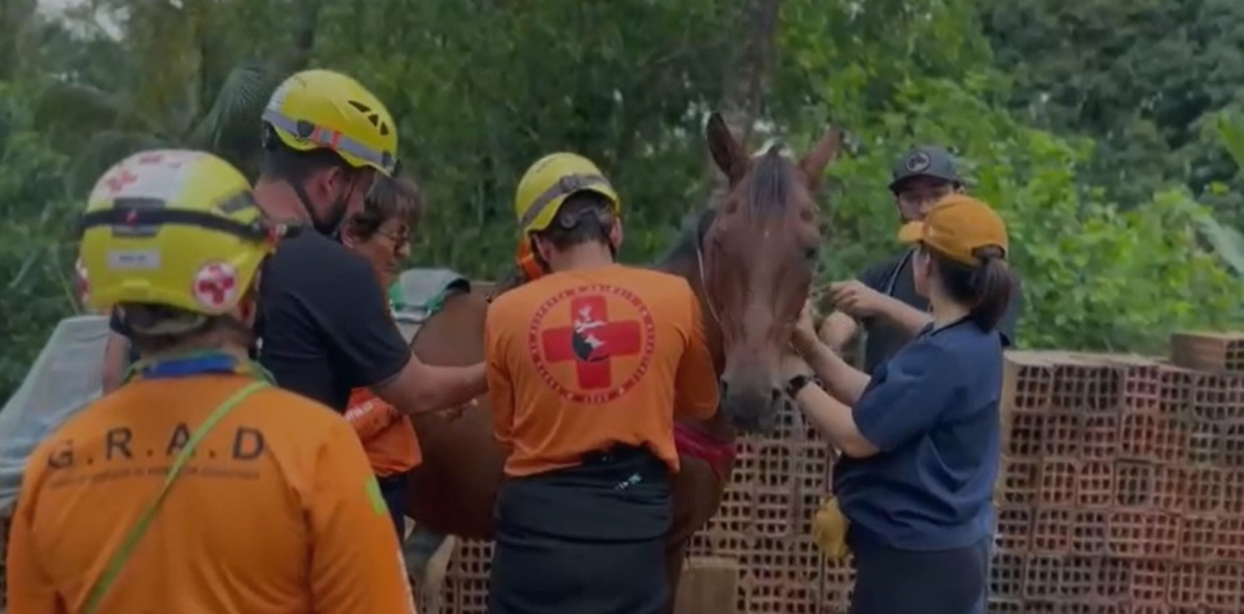 Cavalo é resgatado de laje após enchente no litoral de SP; confira o vídeo