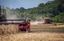 colheita da soja com colhedeira massey fergusson - fotao com mata ao fundo area de preservacao permanente