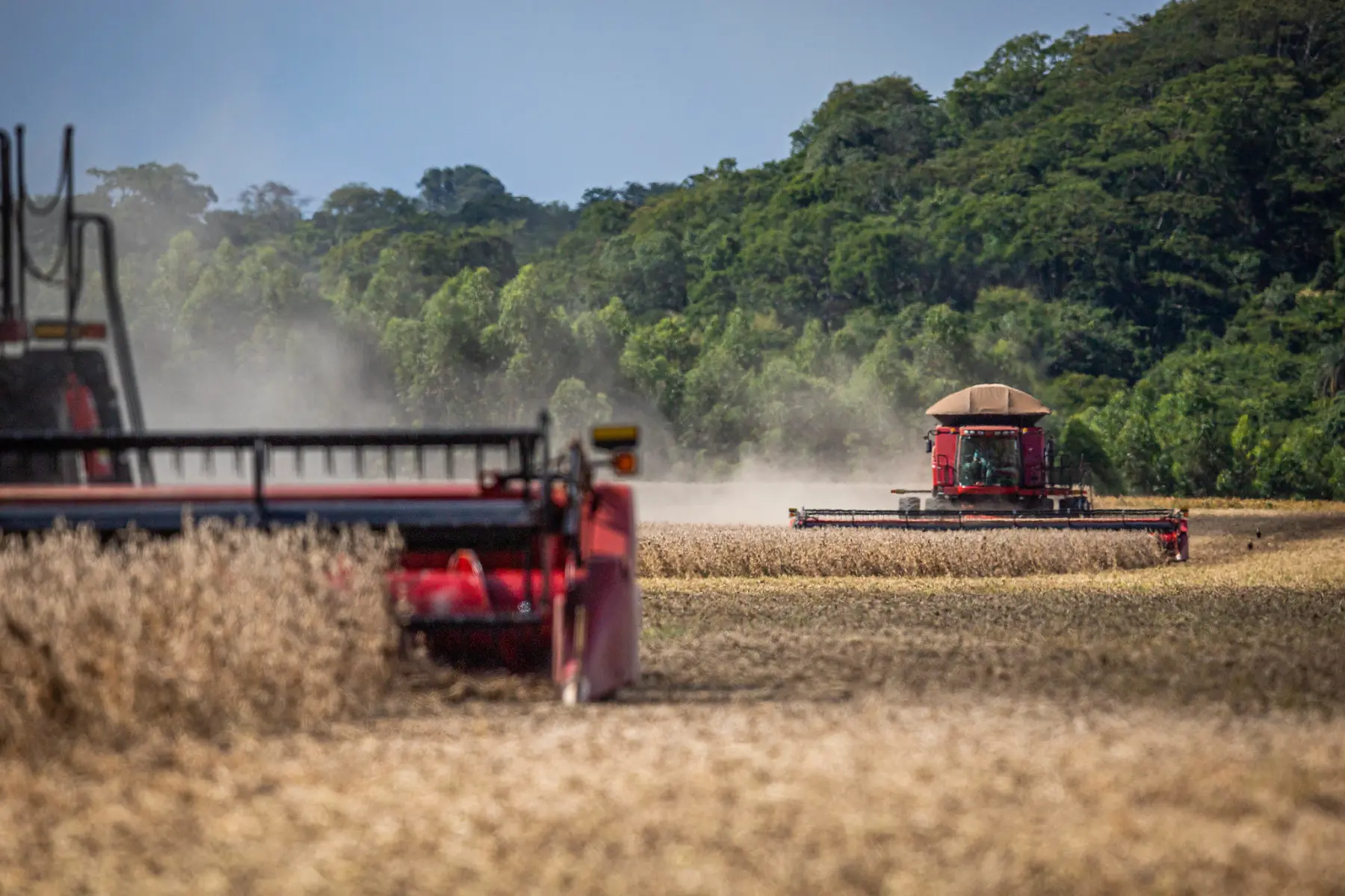 colheita da soja com colhedeira massey fergusson - fotao com mata ao fundo area de preservacao permanente