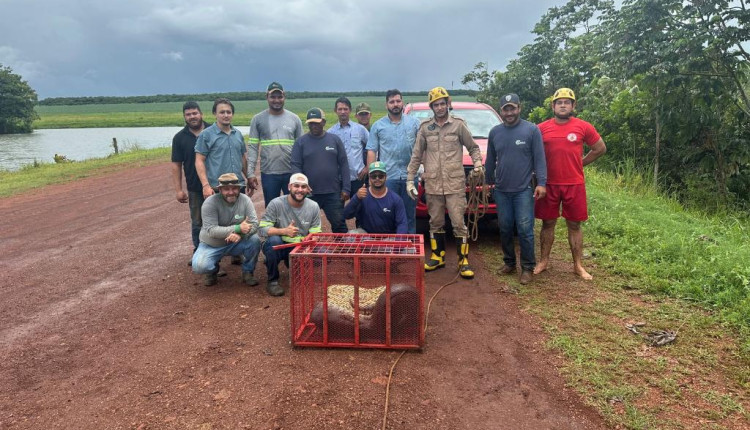 Sucuri de 5 metros é capturada em fazenda do Mato Grosso