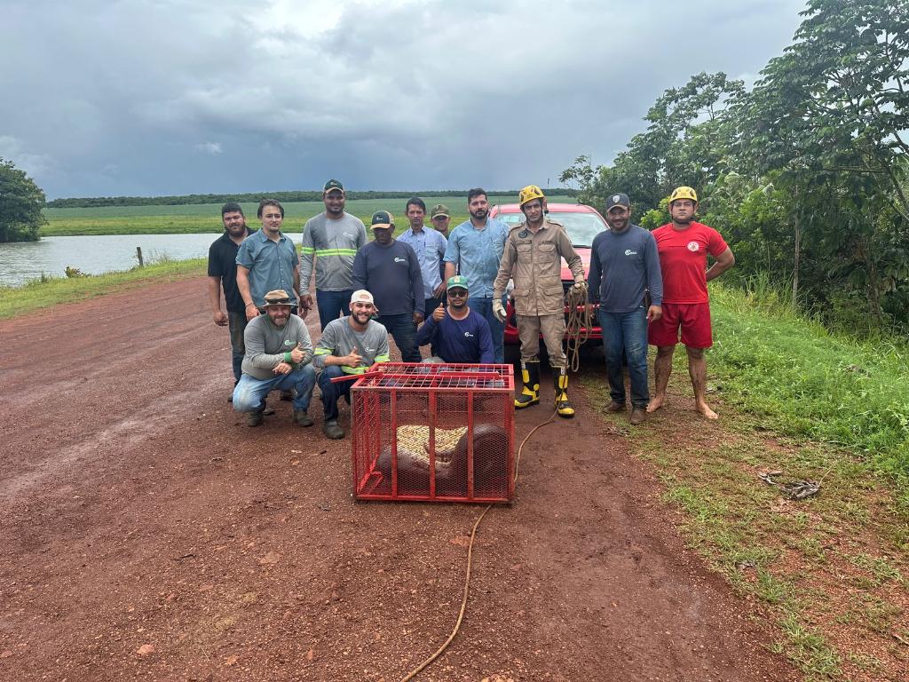 Sucuri de 5 metros é capturada em fazenda do Mato Grosso