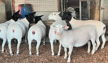 dorpermelo- ovinos dorper feed - ovelhas 2