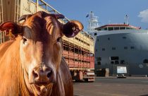 exportacao de gado vivo pelo brasil em 2024