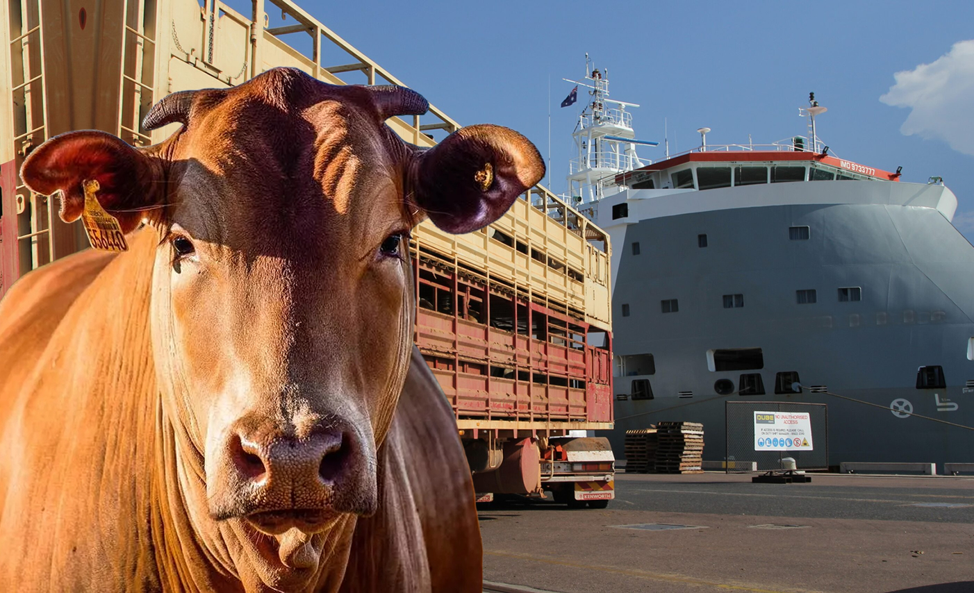 exportacao de gado vivo pelo brasil em 2024