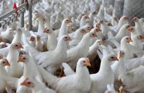 Frango/Cepea: em ano de gripe aviária, setor mostra resiliência e tem balanço positivo