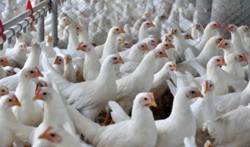 Frango/Cepea: em ano de gripe aviária, setor mostra resiliência e tem balanço positivo