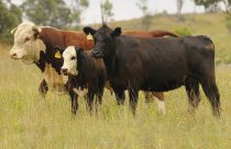 hereford e angus