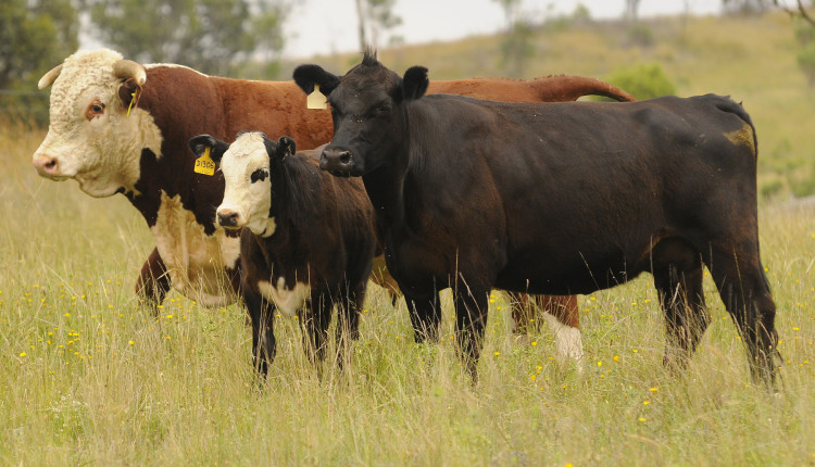 hereford e angus