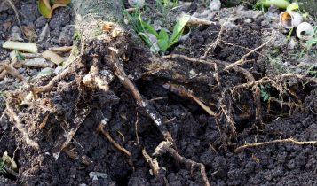 Você sabe como prevenir a podridão das raízes? Descubra aqui