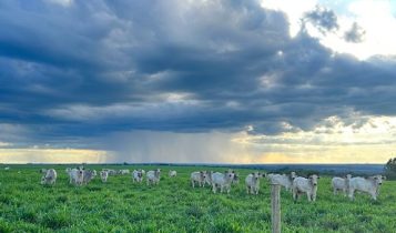 Período de chuva e suplementação mineral: quais os cuidados que o pecuarista deve ter?