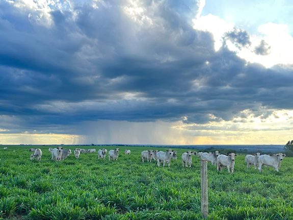 Período de chuva e suplementação mineral: quais os cuidados que o pecuarista deve ter?