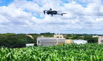 Drones ajudam a identificar plantas de milho mais promissoras