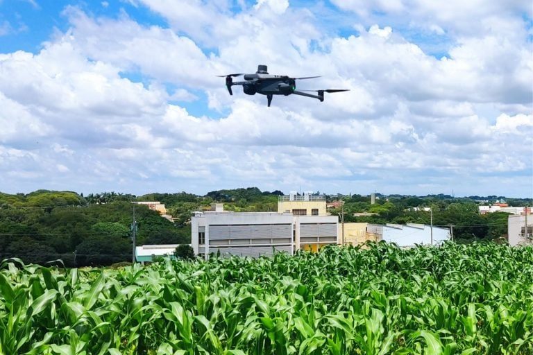 Drones ajudam a identificar plantas de milho mais promissoras