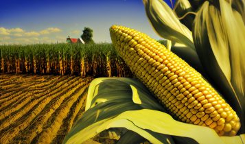 Qual é a origem do milho? Descubra de onde ele veio