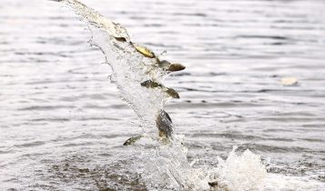 Empresa solta 80 mil pintados no rio Paraná