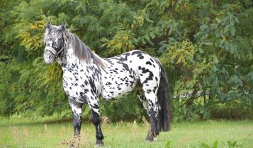 Conheça o Noriker: O cavalo que exala força e beleza