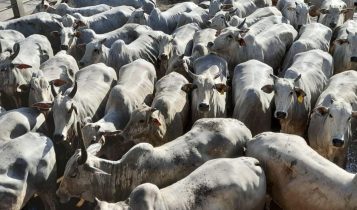 Atenção: Pecuarista da BA tem até essa amanhã para atualizar rebanho