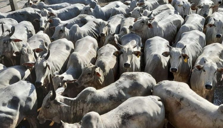 Atenção: Pecuarista da BA tem até essa amanhã para atualizar rebanho