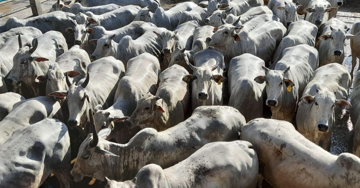 Atenção: Pecuarista da BA tem até essa amanhã para atualizar rebanho