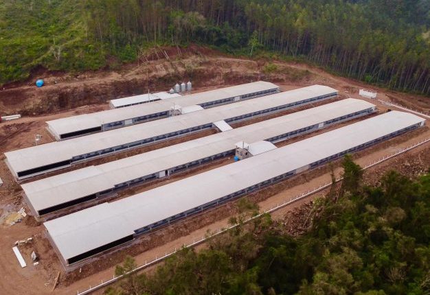 Gigante cria granja para 140 mil aves com investimento milionário