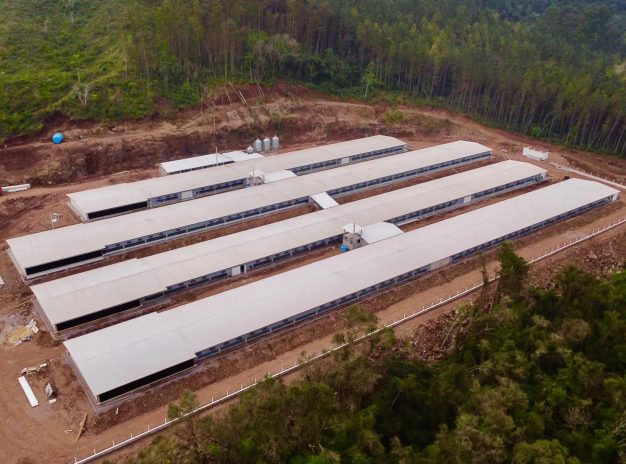 Gigante cria granja para 140 mil aves com investimento milionário