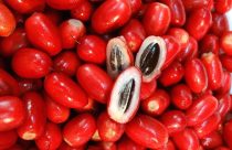 Você já ouviu falar na fruta-do-milagre? Descubra o poder surpreendente dessa fruta