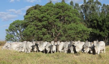 Agro-Pecuária CFM faturou R$ 3,63 milhões com a venda de 346 touros Nelore em leilão virtual
