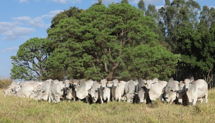 Agro-Pecuária CFM faturou R$ 3,63 milhões com a venda de 346 touros Nelore em leilão virtual