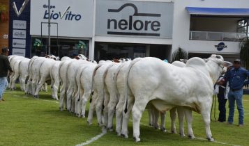 Expoinel Minas 2025 reunirá o melhor da raça Nelore em Uberaba (MG)