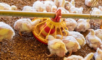 Atenção: Frangos com diarreia, penas arrepiadas e queda no desempenho podem ser sinais de infecção intestinal