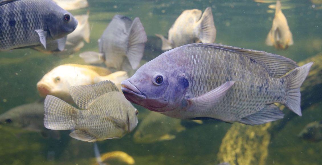 Os peixes mais cultivados no Brasil: quais são eles?