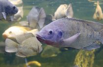 Consumo de peixes aumenta até 40% na Quaresma, Piscicultor precisa redobrar atenção às boas práticas e à sanidade