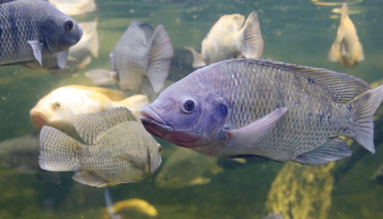 Os peixes mais cultivados no Brasil: quais são eles?