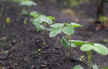 Chuvas fortes à vista: veja a previsão do tempo para o cultivo de soja