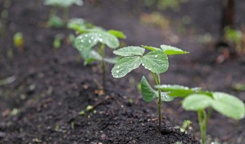Chuvas fortes à vista: veja a previsão do tempo para o cultivo de soja