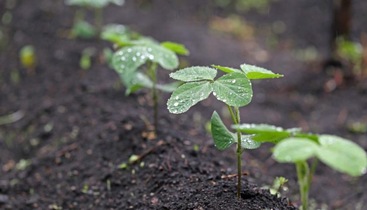 Chuvas fortes à vista: veja a previsão do tempo para o cultivo de soja