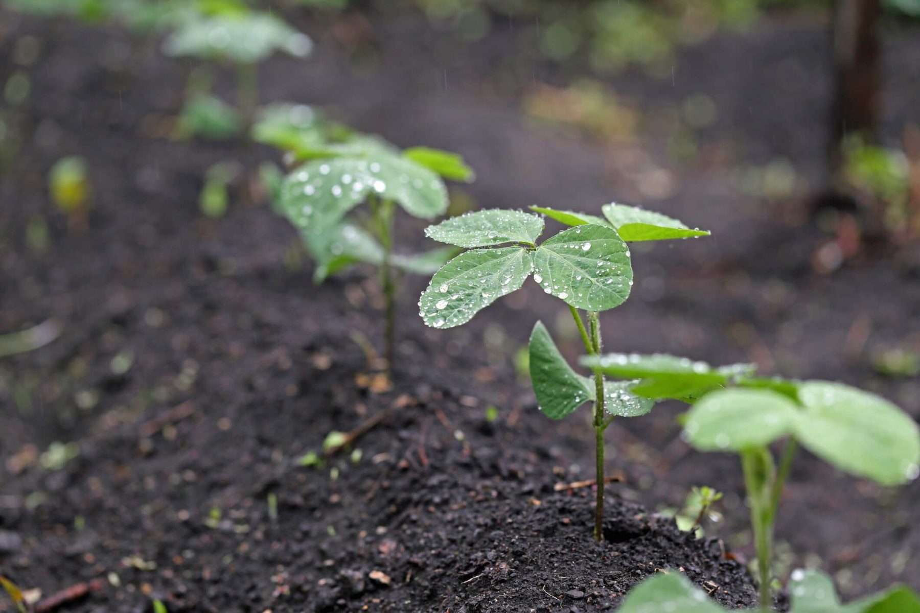 Chuvas fortes à vista: veja a previsão do tempo para o cultivo de soja