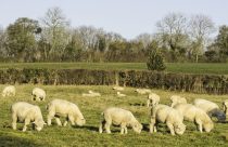 Conheça a raça de ovinos que conquista o título de "melhor carne do planeta"