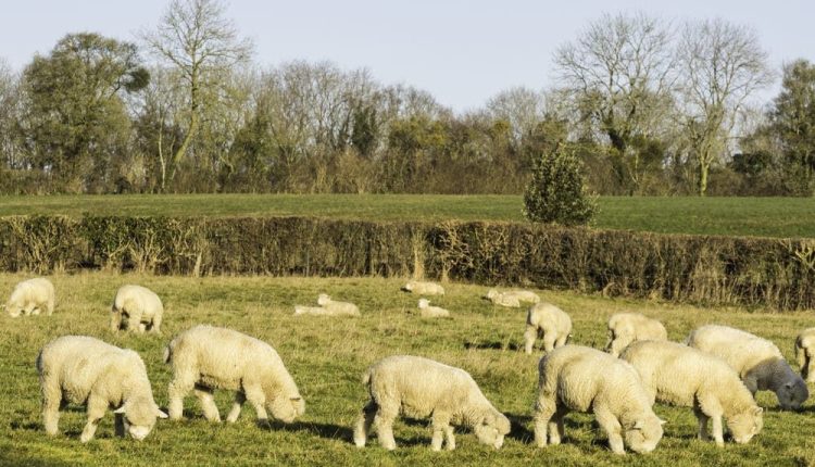 Conheça a raça de ovinos que conquista o título de "melhor carne do planeta"