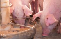 O uso de enzimas na melhoria da absorção e aproveitamento dos nutrientes na alimentação de suínos