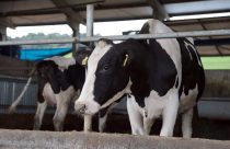 Santa Catarina avança no controle de brucelose e tuberculose nos rebanhos