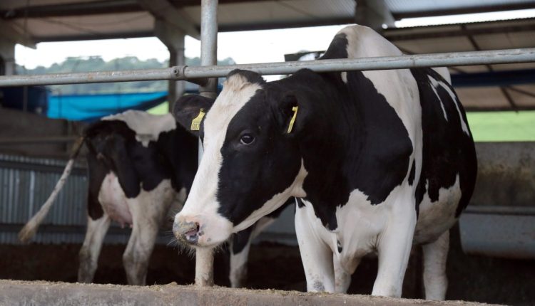 Santa Catarina avança no controle de brucelose e tuberculose nos rebanhos