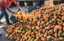 Clima segue como fator-chave, mas produção fora da África impulsiona recuperação do mercado global de cacau