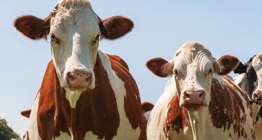 Descubra o gado Ayrshire, a tradicional raça leiteira da Escócia