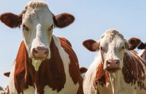 Descubra o gado Ayrshire, a tradicional raça leiteira da Escócia